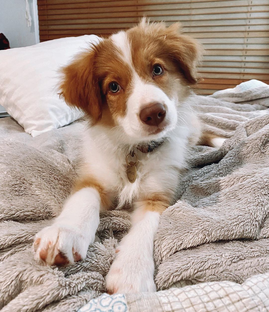 Archie