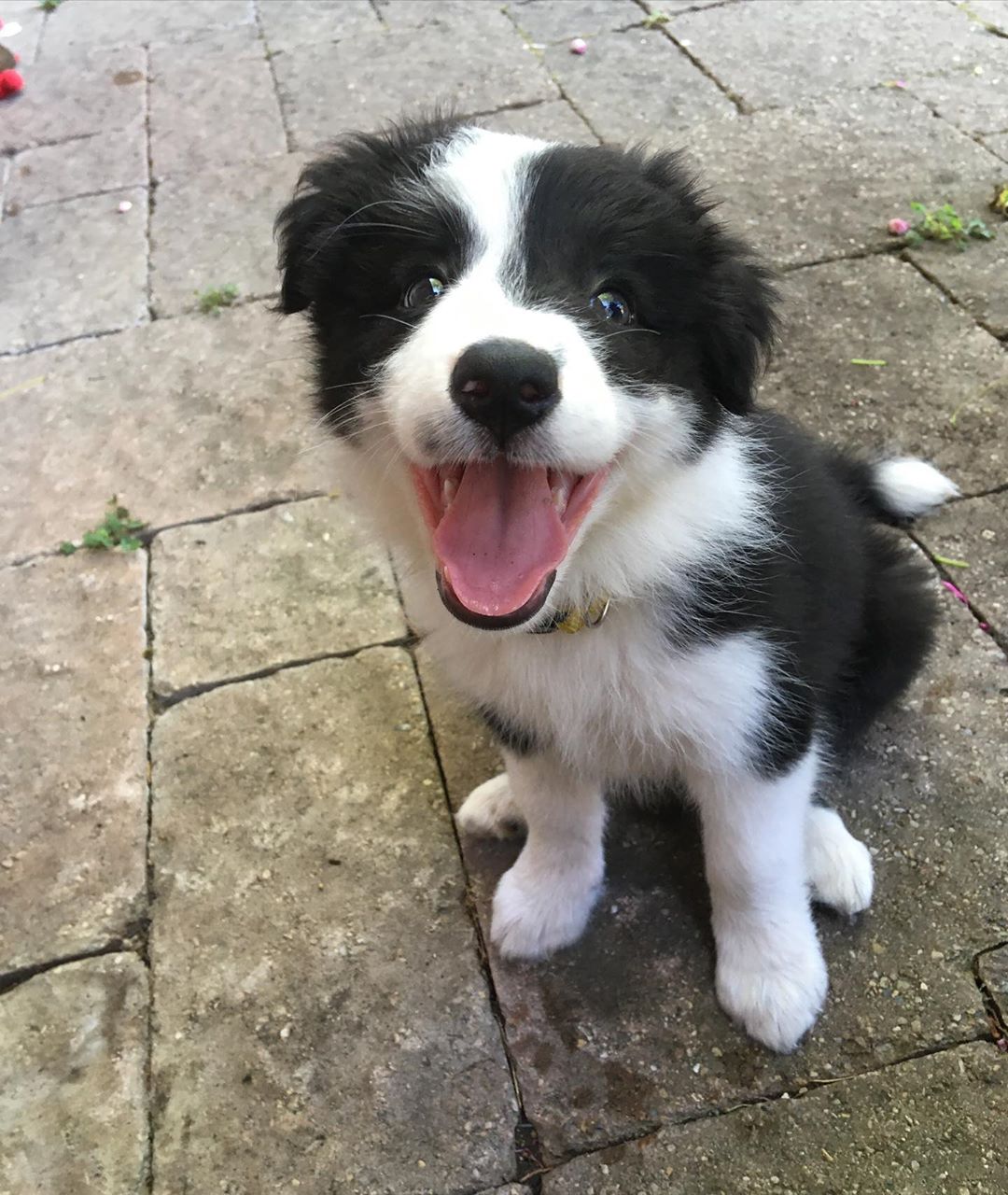 Bonnie