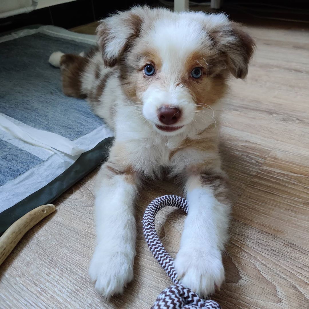 Otis