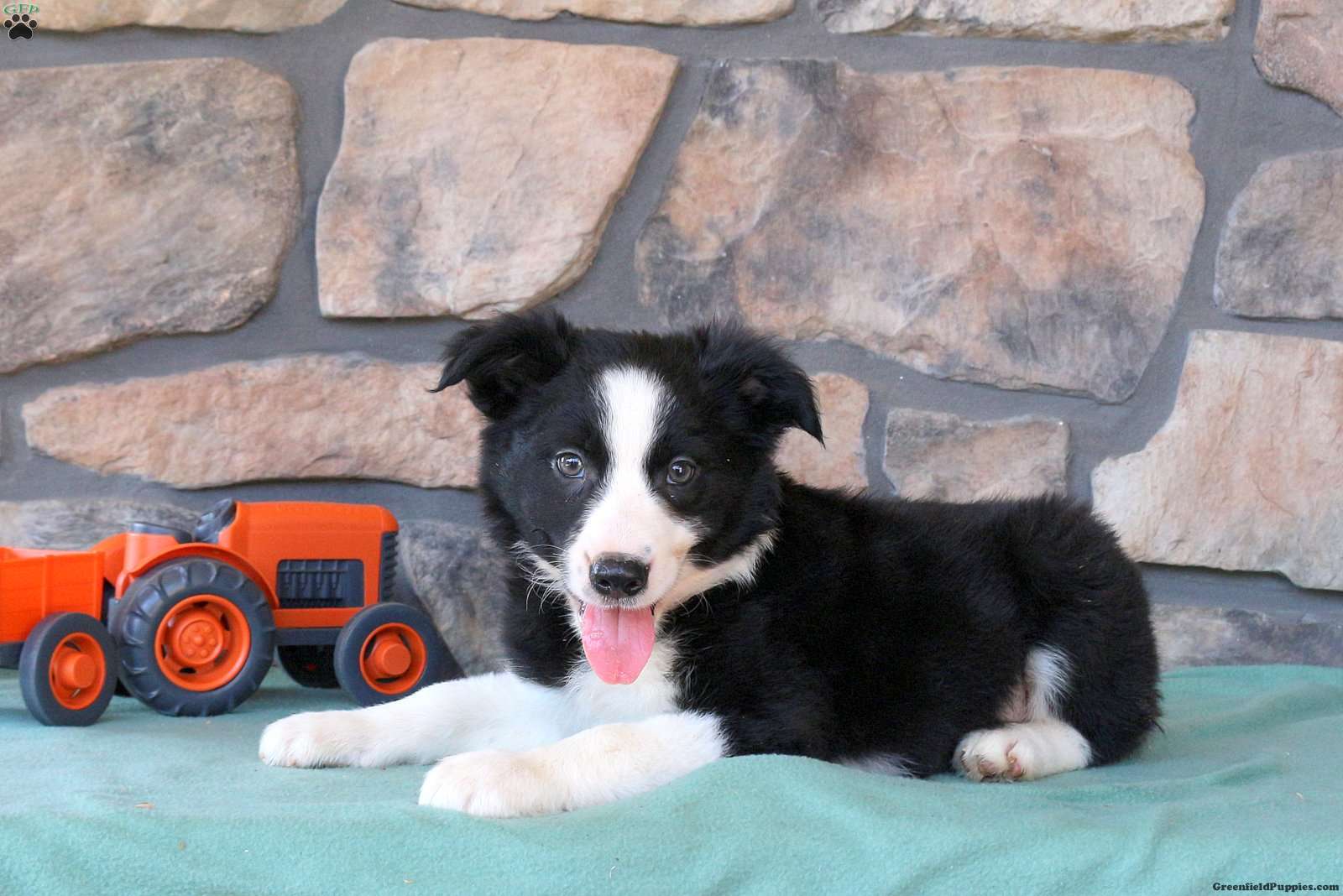 Cooper