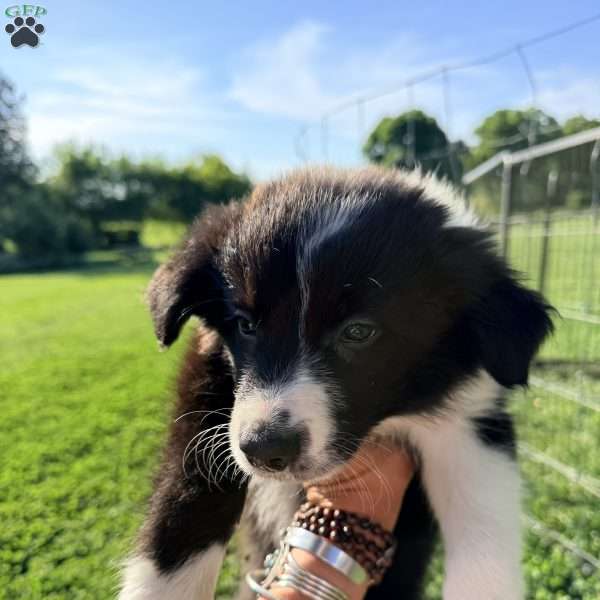 Milo